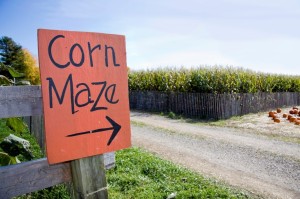 cornmaze