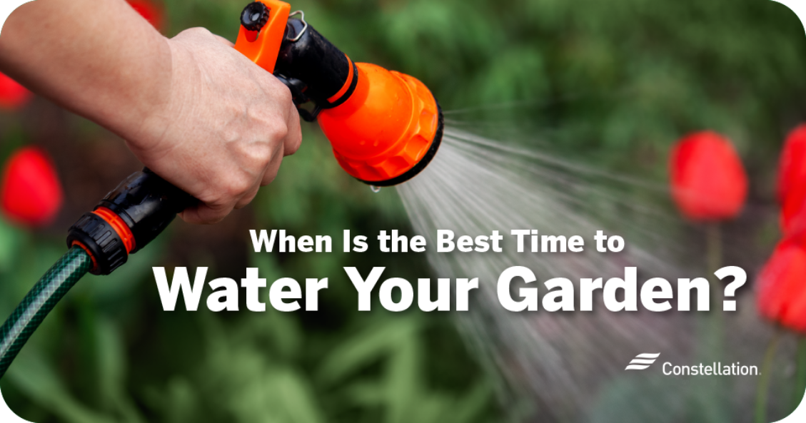 When is the best time to water your garden