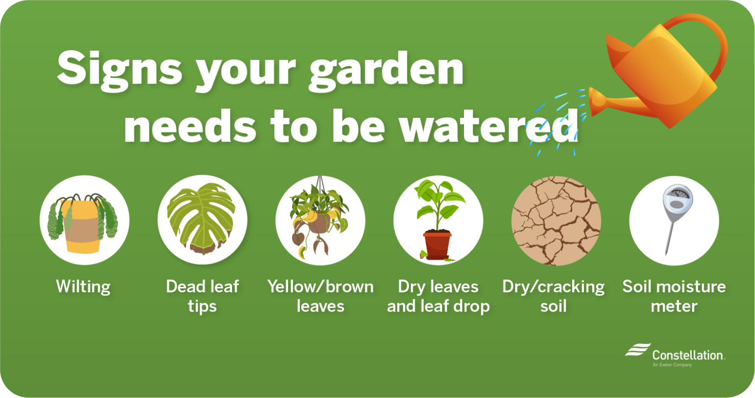 When is the Best Time to Water a Garden to Conserve Water