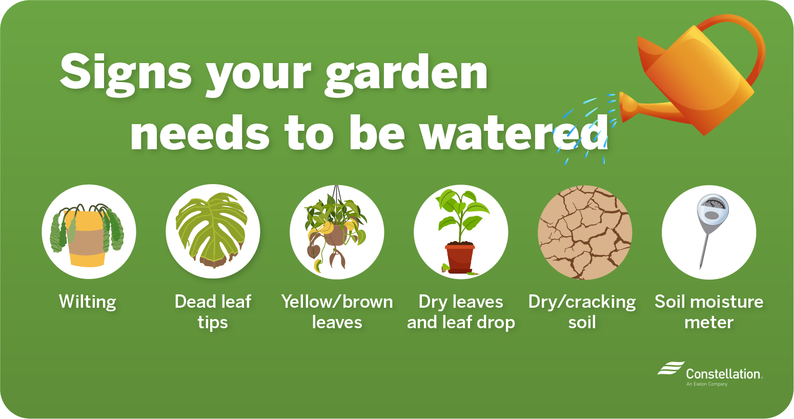 Signs your garden needs to be watered