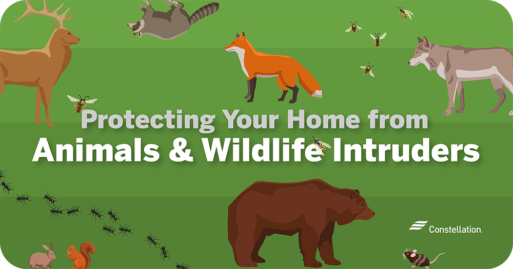 Protecting your home from animals & wildlife intruders
